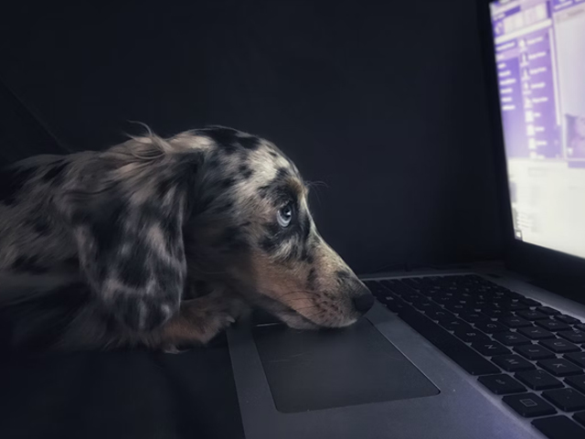 How to Find Anything on the Internet: Useful Tips and Effective Tools