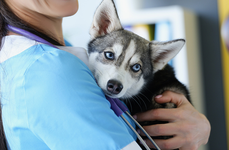 Animal Care and Service Workers