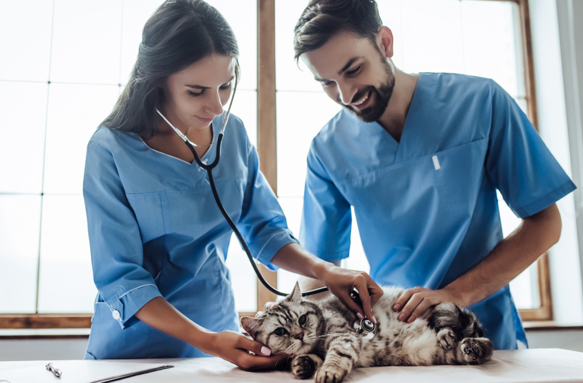 Veterinarians